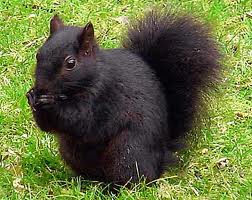 blacksquirrel