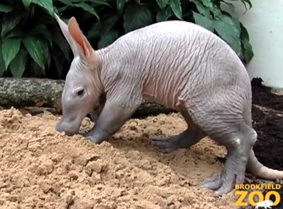 aardvark