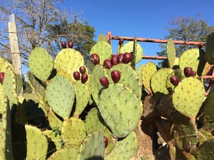 pricklypear